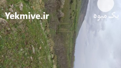 پیش فروش سیب درجه یک غرب کشور در ارومیه در گروه خرید و فروش سیب در یکمیوه -عکس1