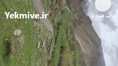 پیش فروش سیب درجه یک غرب کشور در ارومیه در گروه خرید و فروش سیب در یکمیوه -عکس2