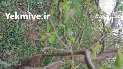 پیش فروش سیب درجه یک غرب کشور در ارومیه در گروه خرید و فروش سیب در یکمیوه -عکس3