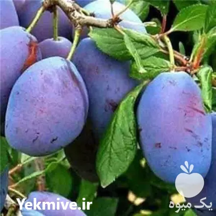 قیمت خرید آلو شابلون در اصفهان در گروه خرید و فروش نهال در یکمیوه -عکس1