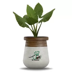 فروش گل بابا آدم در گروه خرید و فروش گیاهان دارویی در یکمیوه -عکس1