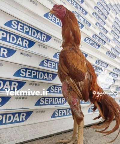 تخم نطفه دار مرغ لاری در اردبیل در گروه انواع تخم ها در یکمیوه -عکس1