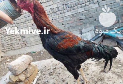 تخم نطفه دار مرغ لاری در اردبیل در گروه انواع تخم ها در یکمیوه -عکس2