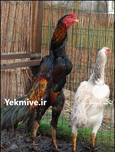 تخم نطفه دار لاری افغان در اصفهان در گروه انواع تخم ها در یکمیوه -عکس1