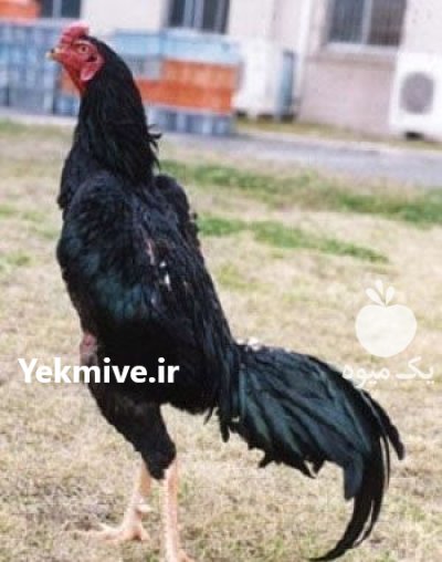 تخم نطفه دار لاری نژاد دار در البرز در گروه انواع تخم ها در یکمیوه -عکس1