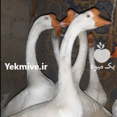 تخم قو غاز چینی در همدان در گروه انواع تخم ها در یکمیوه -عکس1