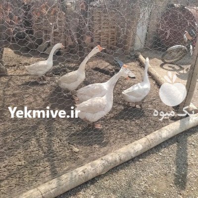 تخم قو غاز چینی در همدان در گروه انواع تخم ها در یکمیوه -عکس2