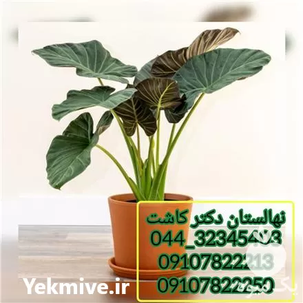 قیمت خرید گل بابا آدم و انواع گل و گیاه در اردبیل در گروه خرید و فروش گیاهان زینتی در یکمیوه -عکس1