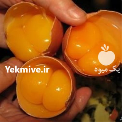 تخم مرغ دو زرده در یزد در گروه انواع تخم ها در یکمیوه -عکس1