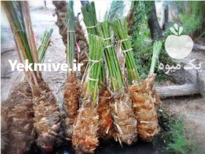 پاجوش خرما در خنج در گروه خرید و فروش نهال خرما در یکمیوه -عکس1