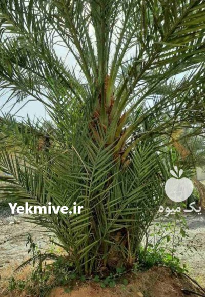 پاجوش خرما در خنج در گروه خرید و فروش نهال خرما در یکمیوه -عکس2