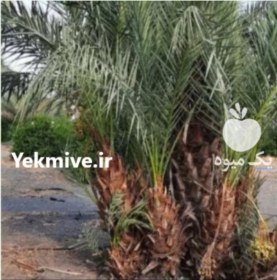 پاجوش خرما در خنج در گروه خرید و فروش نهال خرما در یکمیوه -عکس3