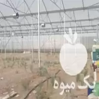 فروش سازه گلخانه اسپانیایی در خراسان رضوی در گروه خرید و فروش سوله و سازه گلخانه در یکمیوه
