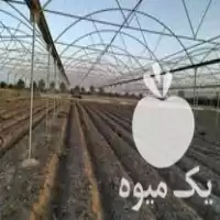 قیمت خرید انواع سازه دست دوم گلخانه در گروه خرید و فروش سوله و سازه گلخانه در یکمیوه