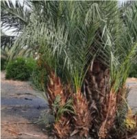 آگهی مشابه فروش پاجوش انواع خرما ها در فارس در گروه خرید و فروش نهال خرما در یکمیوه