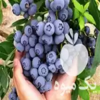 فروش بذر انواع میوه خوشمزه و جذاب در گروه خرید و فروش میوه استوایی در یکمیوه