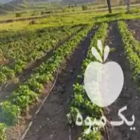 قیمت خرید توت فرنگی پاروس در کردستان در گروه خرید و فروش توت فرنگی در یکمیوه