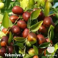 قیمت خرید نهال عناب در اصفهان در گروه خرید و فروش نهال عناب در یکمیوه