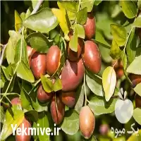 فروش نهال عناب خرمایی در اصفهان در گروه خرید و فروش نهال عناب در یکمیوه