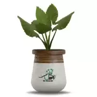 فروش گل بابا آدم در گروه خرید و فروش گیاهان دارویی در یکمیوه