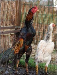 تخم نطفه دار لاری افغان در اصفهان در گروه انواع تخم ها در یکمیوه