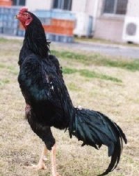 تخم نطفه دار لاری نژاد دار در البرز در گروه انواع تخم ها در یکمیوه