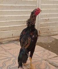 تخم نطفه دار لاری اصیل در ایلام در گروه انواع تخم ها در یکمیوه