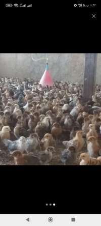 تخم نطفه دار مرغ محلی در گروه انواع تخم ها در یکمیوه