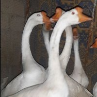 تخم قو غاز چینی در همدان در گروه انواع تخم ها در یکمیوه