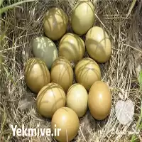 قیمت خرید تخم قرقاول ارومیه در گروه انواع تخم ها در یکمیوه