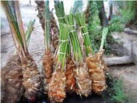 پاجوش خرما در خنج در گروه خرید و فروش نهال خرما در یکمیوه