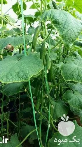 عرضه بذر خیار گلخانه ای در تهران در گروه خرید و فروش بذر خیار در یکمیوه -عکس1