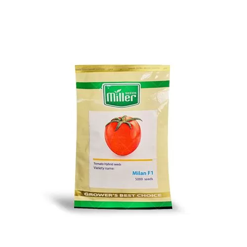 قیمت خرید بذر گوجه میلان در اردبیل در گروه خرید و فروش بذر گوجه در یکمیوه -عکس1