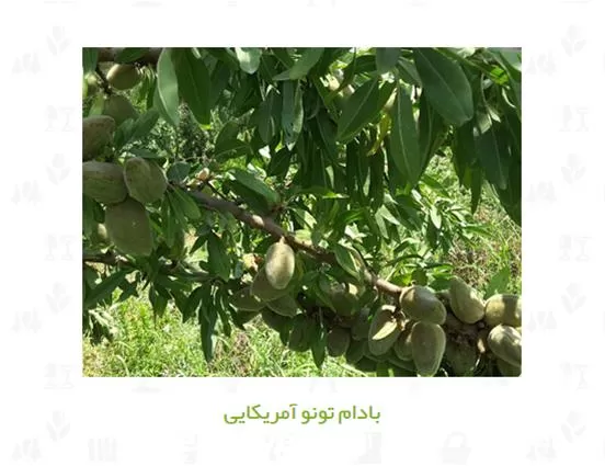 قیمت خرید نهال بادام در گروه خرید و فروش نهال بادام در یکمیوه -عکس1