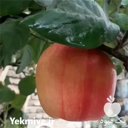 فروش نهال به قرمز در اصفهان در گروه خرید و فروش نهال به در یکمیوه -عکس1