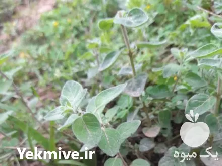 فروش نعنا بلغور در گروه خرید و فروش انواع سبزی ها در یکمیوه -عکس1