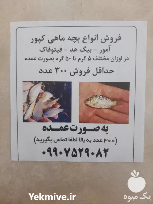 قیمت خرید بچه ماهی کپور آمور بیگ هد فیکوفاگ در تهران در گروه خرید و فروش بچه ماهی در یکمیوه -عکس1
