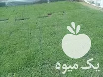 فروش نهال گوجه و بادمجان در گروه خرید و فروش نشا در یکمیوه -عکس1