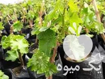 نهال انگور گلدانی و سبز در گروه خرید و فروش نهال انگور در یکمیوه -عکس1