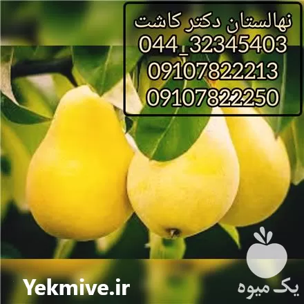 فروش نهال گلابی سیبری در ارومیه در گروه خرید و فروش نهال گلابی در یکمیوه -عکس1