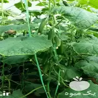 عرضه بذر خیار گلخانه ای در تهران در گروه خرید و فروش بذر خیار در یکمیوه