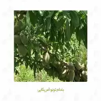 قیمت خرید نهال بادام در گروه خرید و فروش نهال بادام در یکمیوه