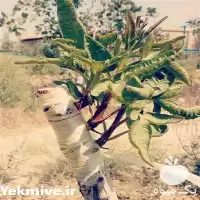 فروش نهال پیوندی پسته در گروه خرید و فروش نهال در یکمیوه