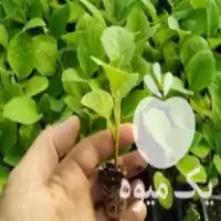 نشا و نهال هندوانه بادمجان در ساری در گروه خرید و فروش نشا در یکمیوه