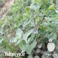 فروش نعنا بلغور در گروه خرید و فروش انواع سبزی ها در یکمیوه