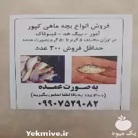 قیمت خرید بچه ماهی کپور آمور بیگ هد فیکوفاگ در تهران در گروه خرید و فروش بچه ماهی در یکمیوه