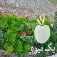 فروش نهال نارنج در گروه خرید و فروش نهال نارنج در یکمیوه