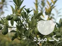 خرید نهال لیمو ترش لایم در گروه خرید و فروش نهال در یکمیوه -عکس1
