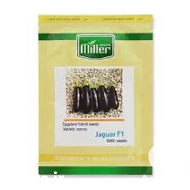 قیمت خرید بذر بادمجان جگوار در گلستان در گروه خرید و فروش بذر بادمجان در یکمیوه -عکس1