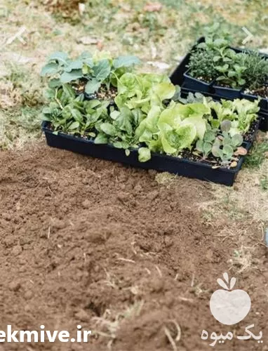 خرید نهال بادام تونو و در تهران در گروه خرید و فروش نهال بادام در یکمیوه -عکس1